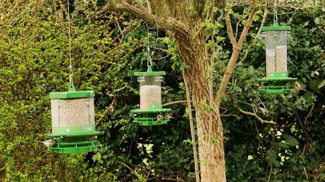 All three finches friend feeders